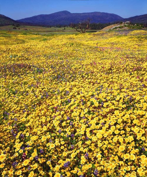 California, Cuyamaca Rancho SP Flower landscape